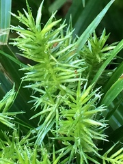 Cyperus meyenianus
