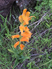 Dichromanthus aurantiacus