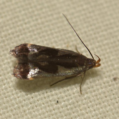 Dichomeris ochripalpella