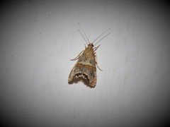 Euchromius superbellus