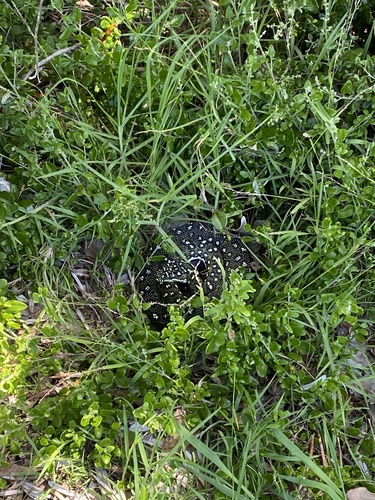 Diamond Python sighting