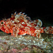 Small Red Scorpionfish - Photo (c) Julien Renoult, some rights reserved (CC BY), uploaded by Julien Renoult