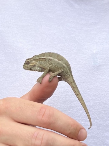Montane side-striped chameleon