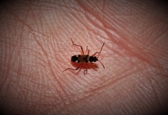 Beosus quadripunctatus