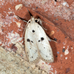 Scythropiodes issikii