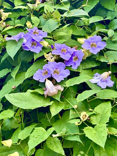 Foto de Tumbérgia-azul