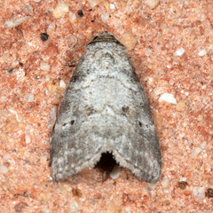 Hyperstrotia pervertens