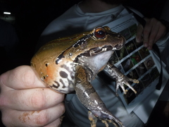 Leptodactylus pentadactylus
