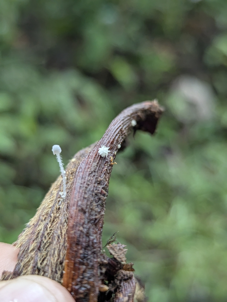 Mycena spinosissima · January 2025 · photo: © benjaminhidalgo (iNaturalist, cc-by)