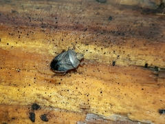 Acledra dimidiaticollis