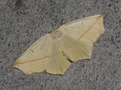 Tetracis