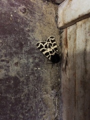 Apantesis nevadensis