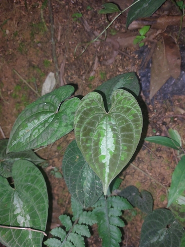 Image of Dioscorea dodecaneura by (c) Daniel Duarte, some rights reserved (CC BY)