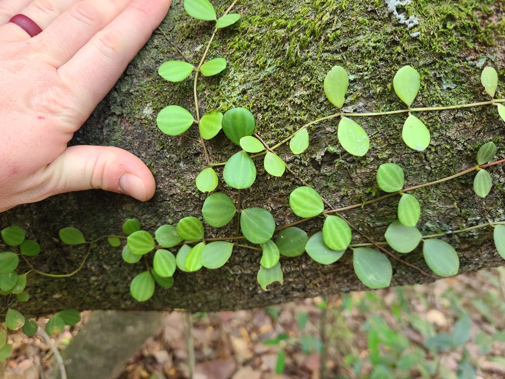 Cây Bình An – Peperomia quadrangularis