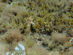 Lipophrys trigloides