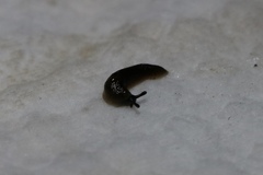 Stylommatophora