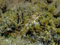 Lipophrys trigloides