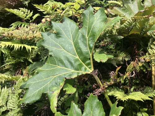 Gunnera bracteata observed 2025-01-16