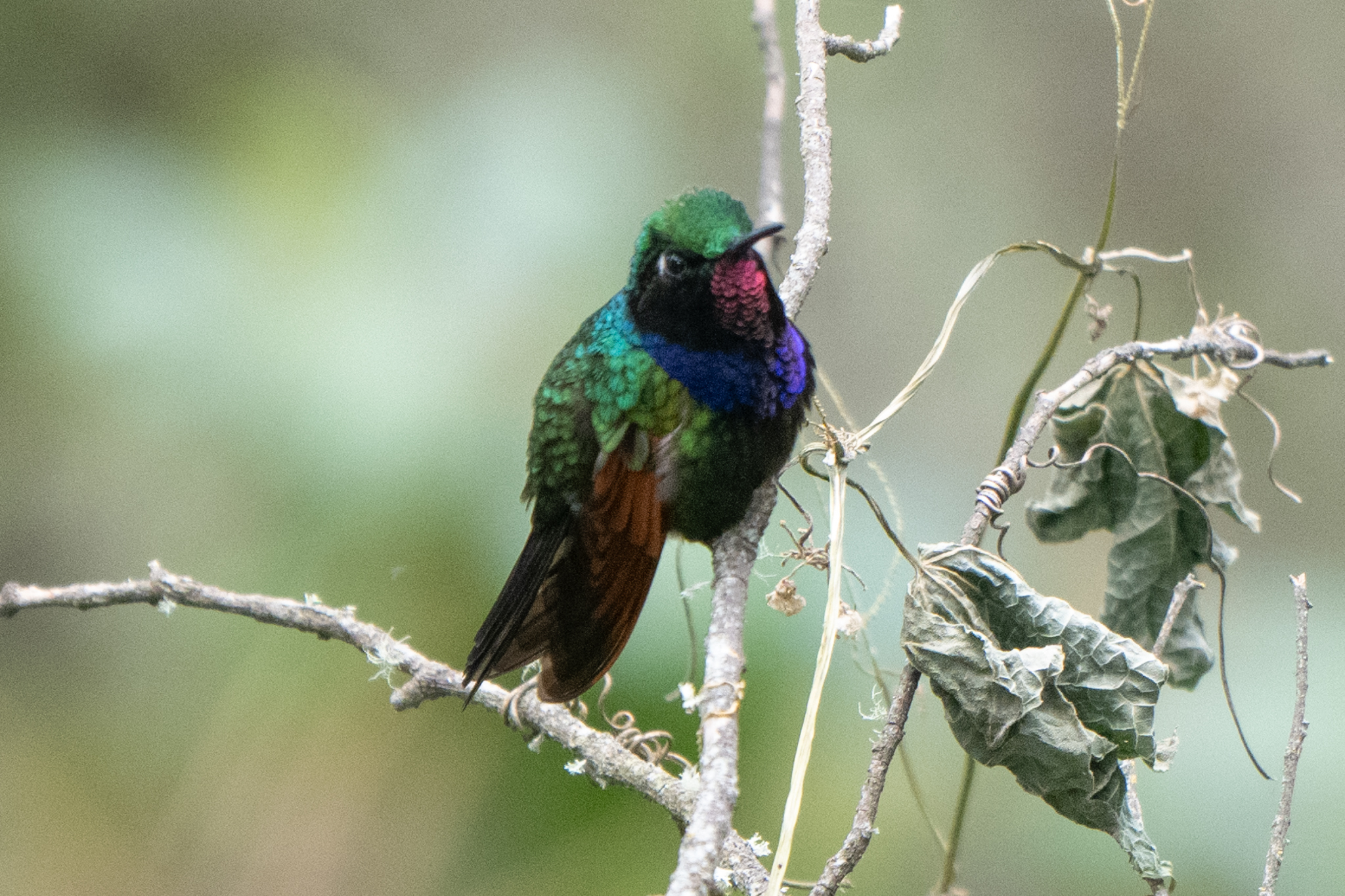 Garnet-throated Hummingbird (Lamprolaima rhami), photo 2