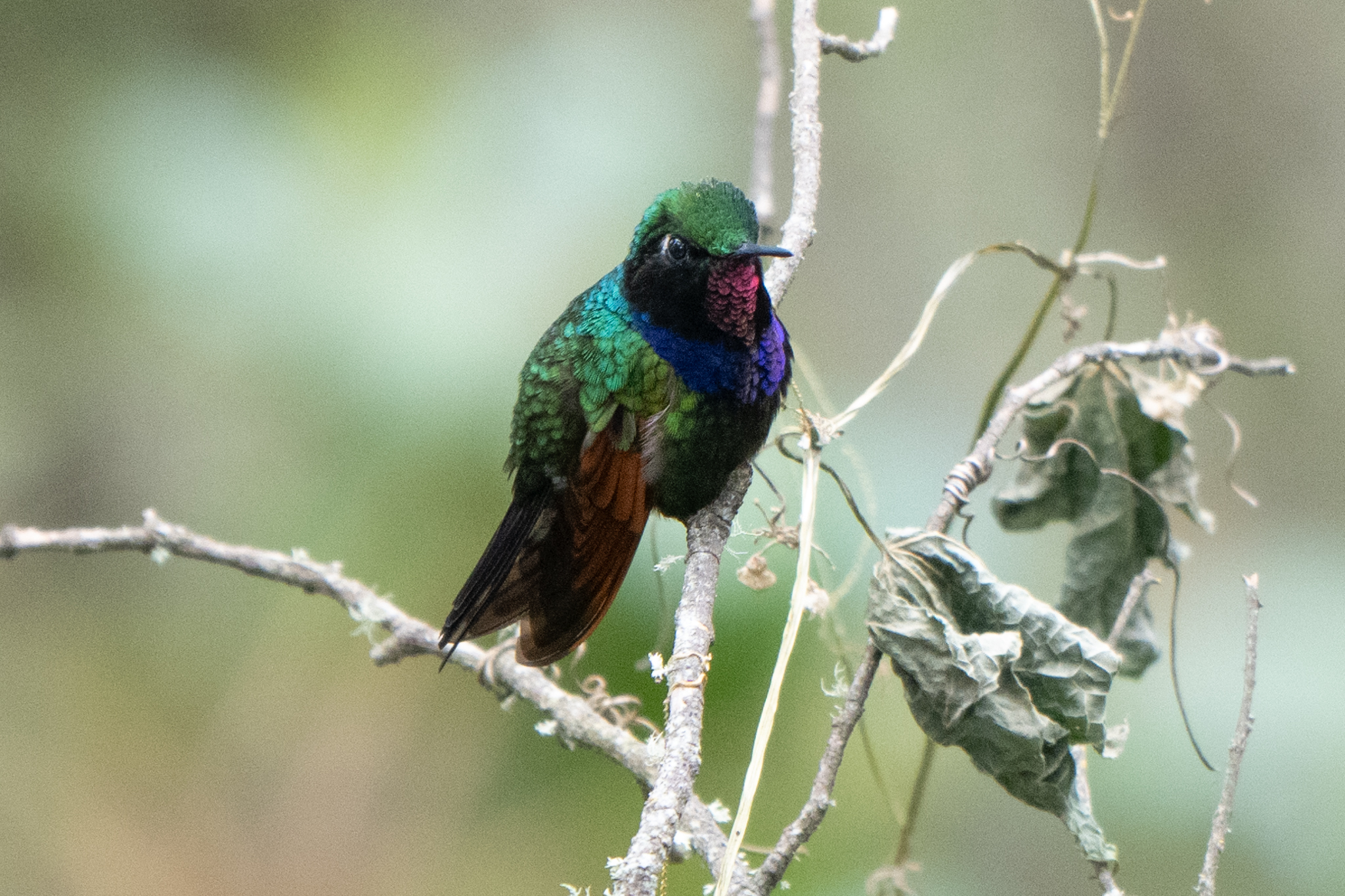 Garnet-throated Hummingbird (Lamprolaima rhami), photo 1