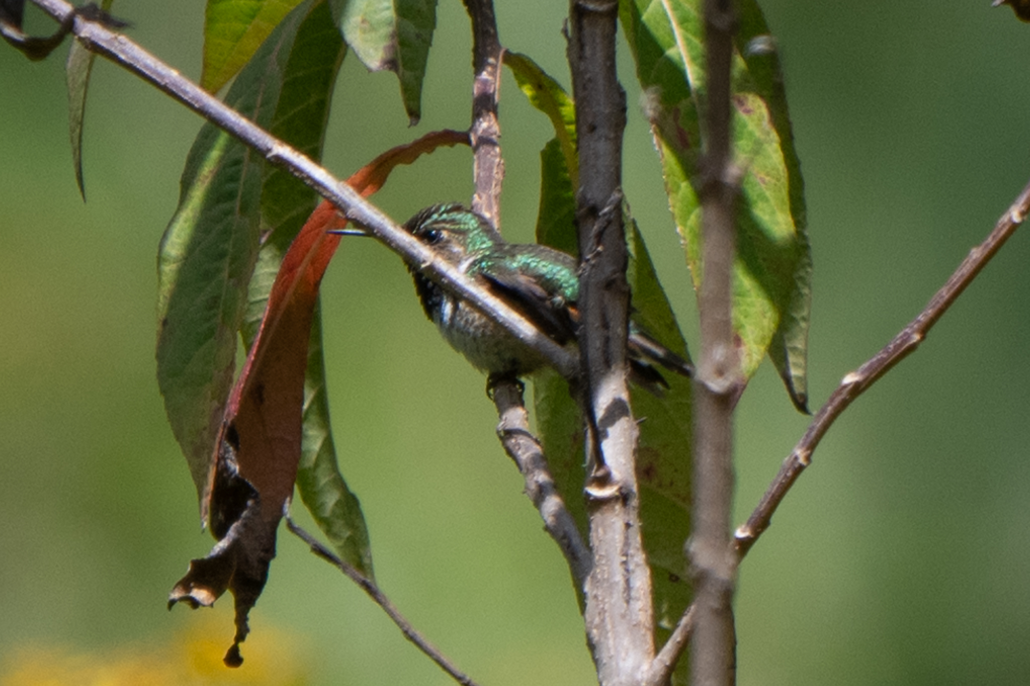 Bumblebee Hummingbird (Selasphorus heloisa), photo 4