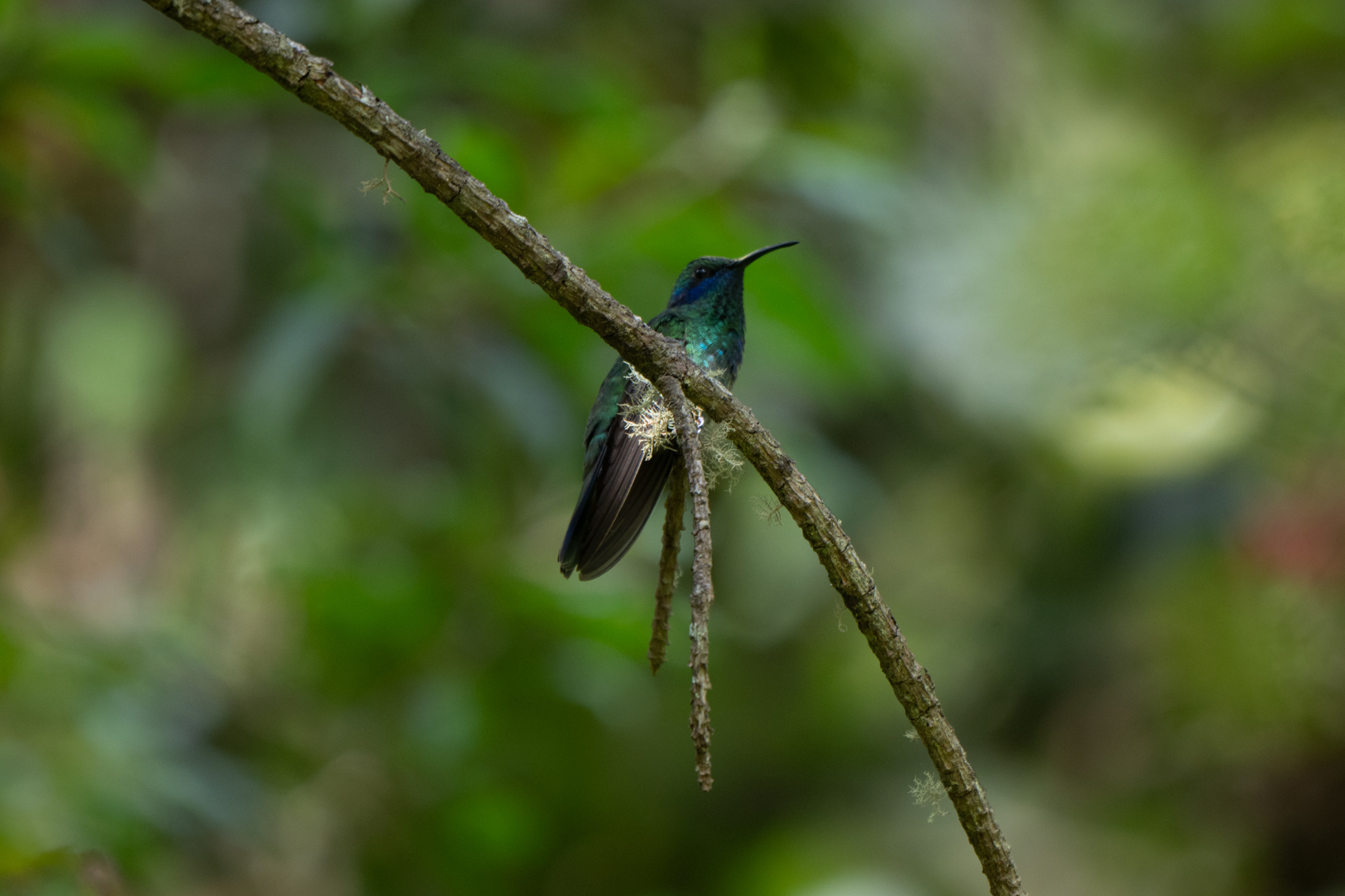 Mexican Violetear (Colibri thalassinus), photo 3