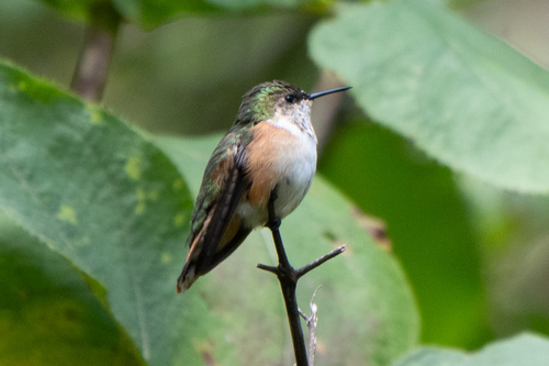 Bumblebee Hummingbird (Selasphorus heloisa)