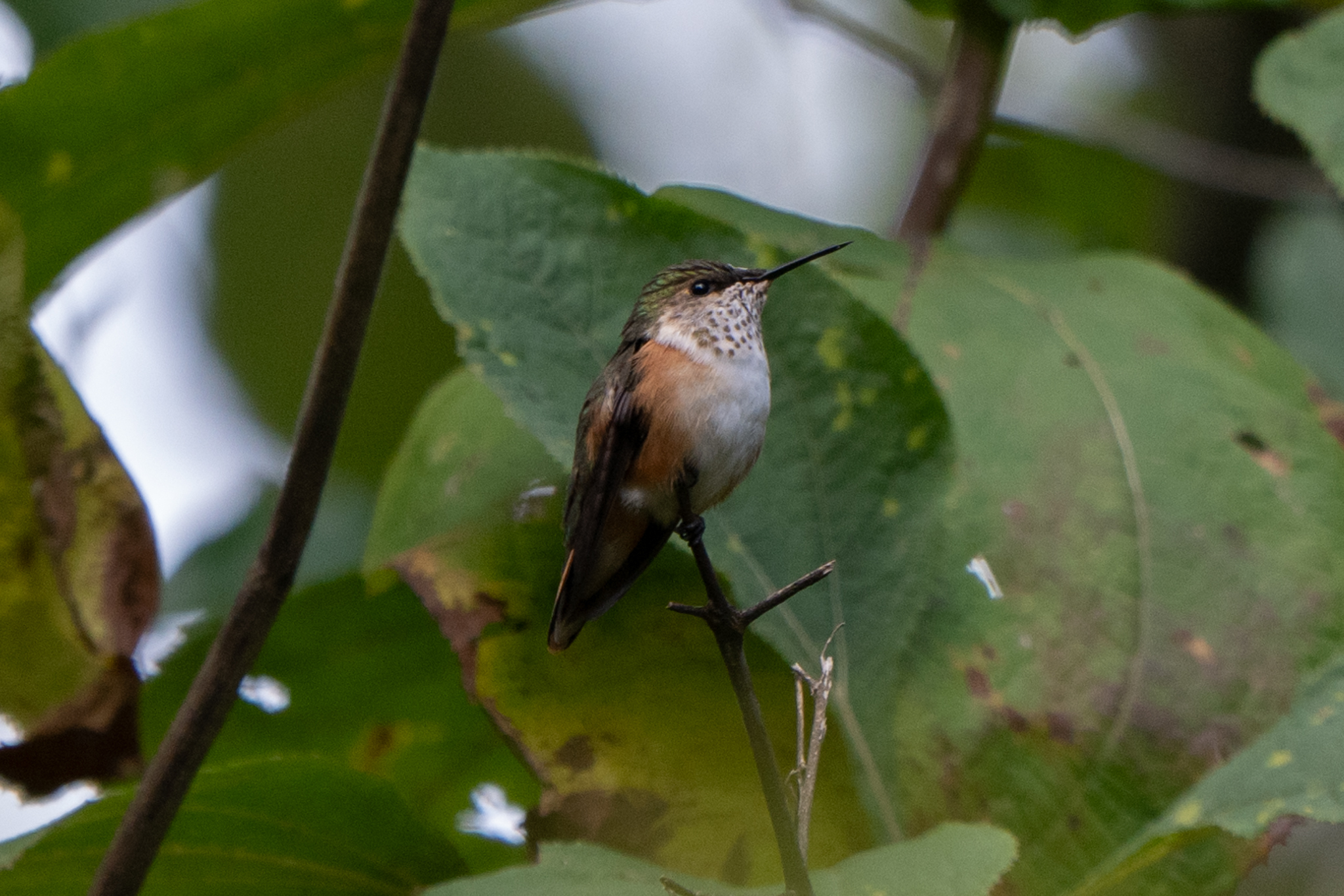 Bumblebee Hummingbird (Selasphorus heloisa), photo 2