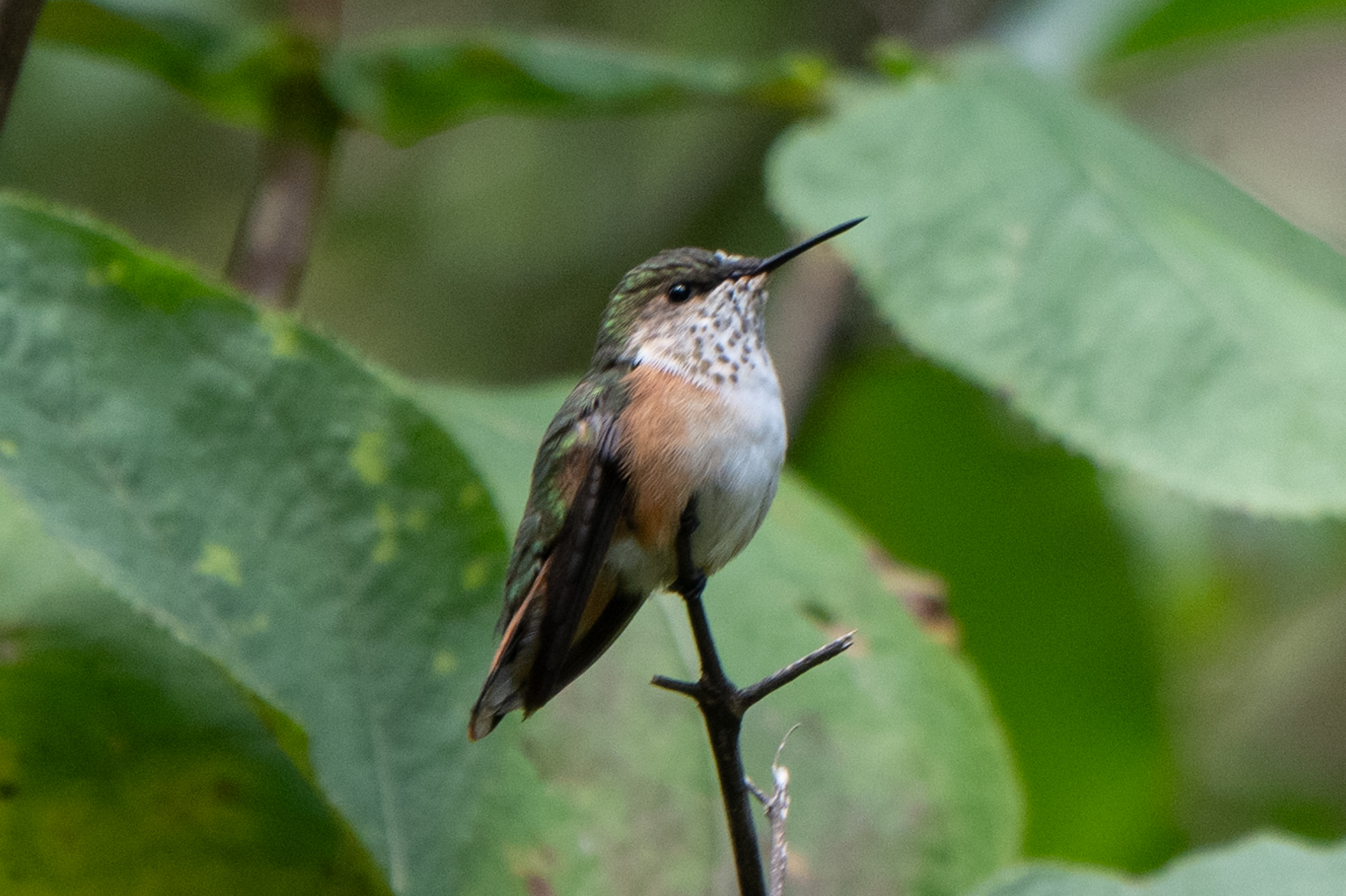 Bumblebee Hummingbird (Selasphorus heloisa), photo 3