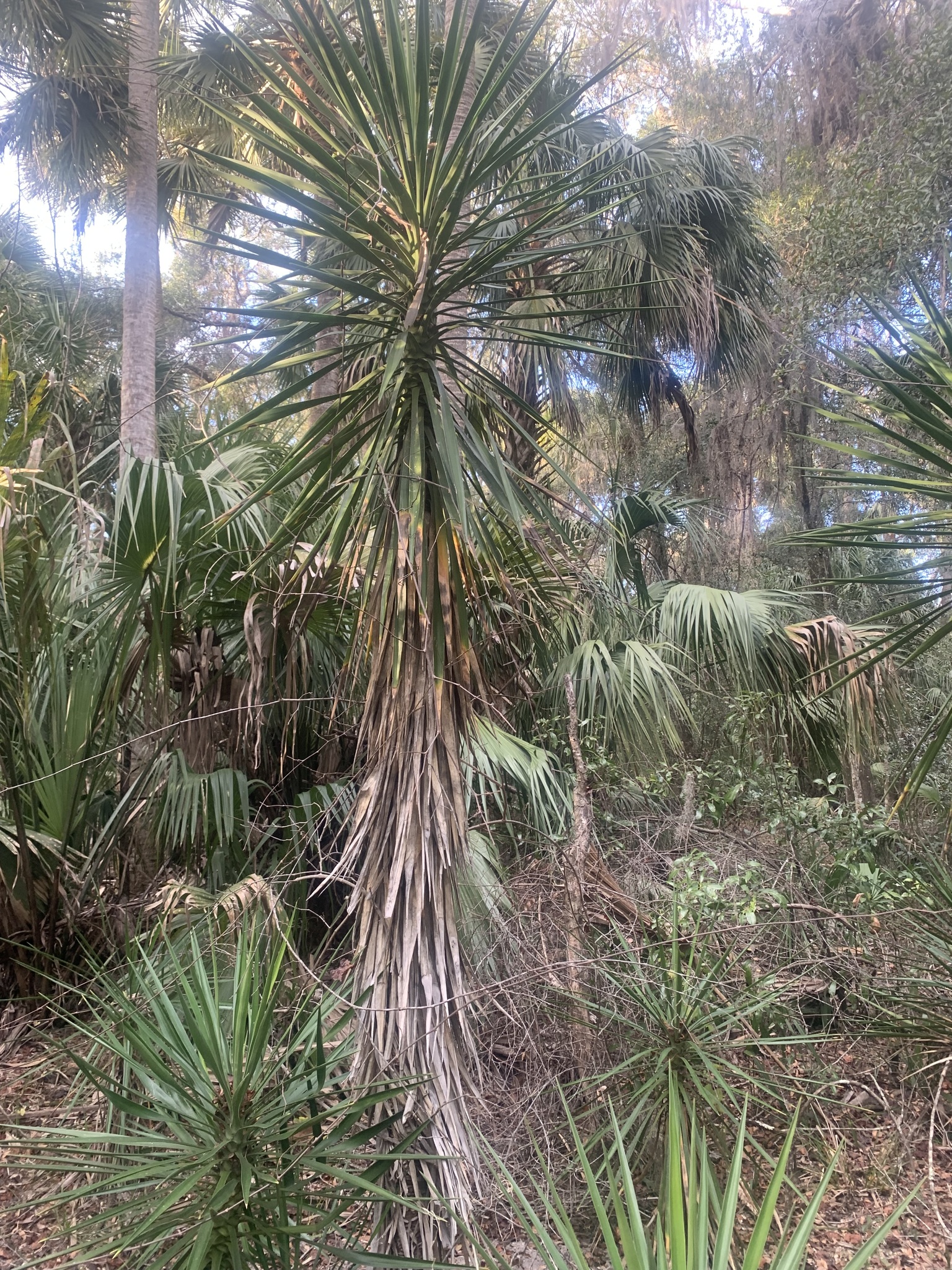 Imagem de Yucca