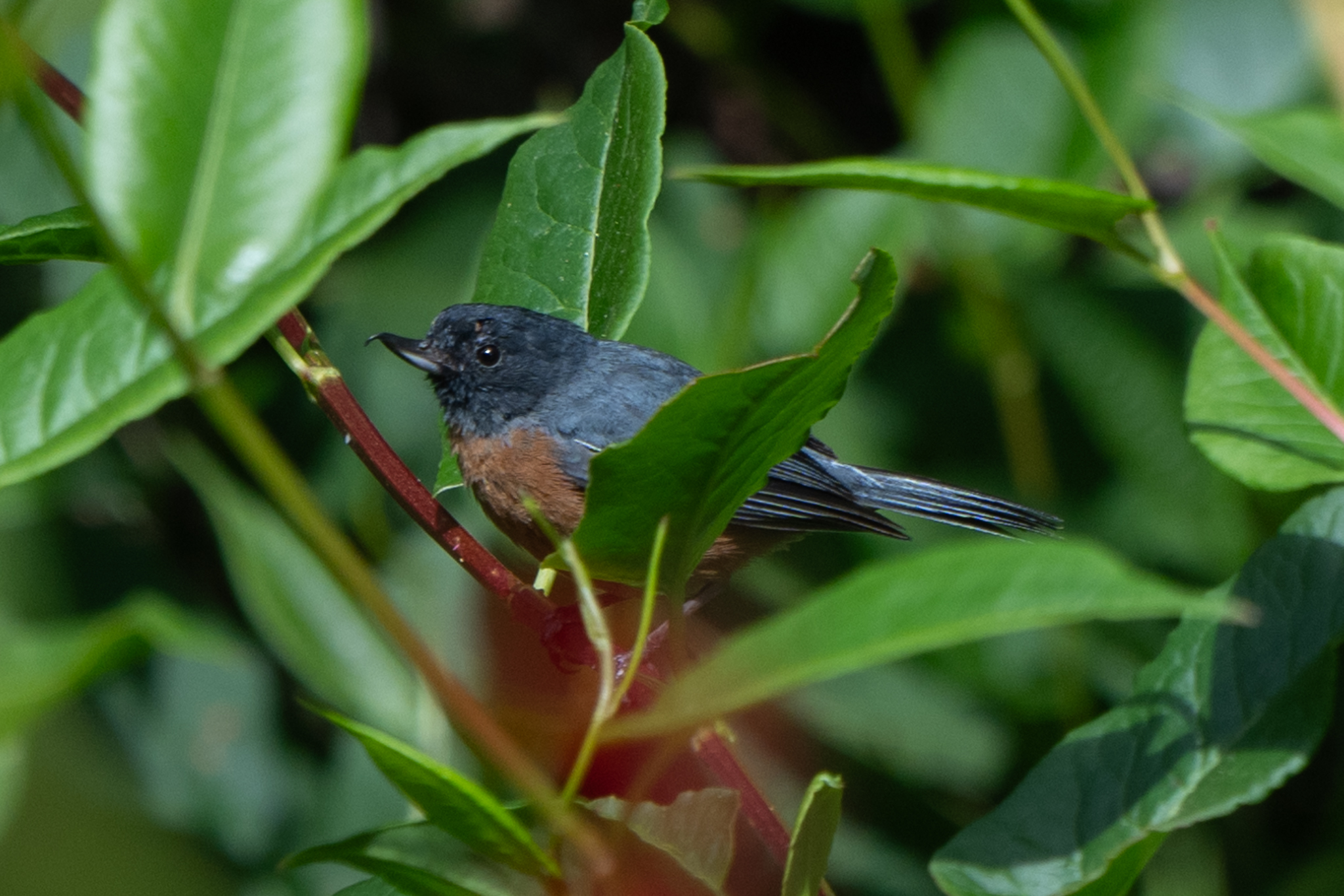 Cinnamon-bellied Flowerpiercer (Diglossa baritula), photo 3