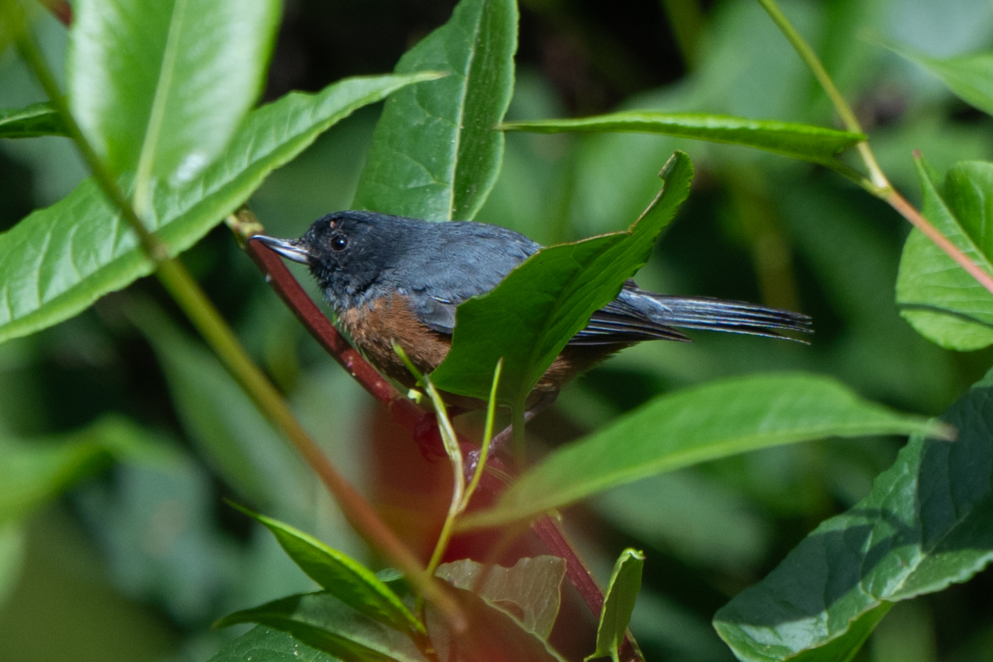 Cinnamon-bellied Flowerpiercer (Diglossa baritula), photo 4