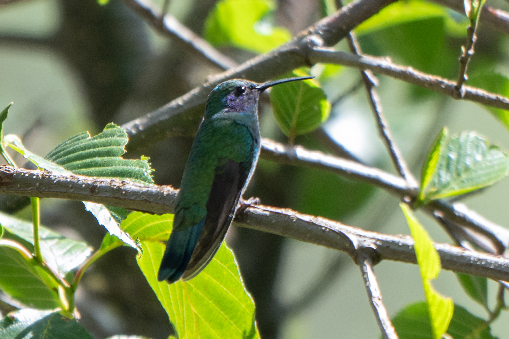 Mexican Violetear (Colibri thalassinus), photo 4