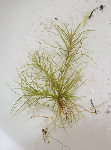 Image of Najas tenuifolia by (c) Ruth Palsson, some rights reserved (CC BY-SA)