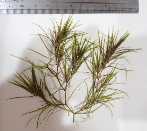 Image of Najas tenuifolia by (c) Ruth Palsson, some rights reserved (CC BY-SA)