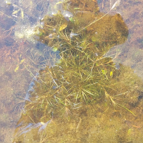 Australian Naiad (Najas tenuifolia)