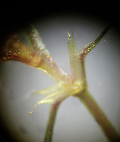 Image of Najas tenuifolia by (c) Ruth Palsson, some rights reserved (CC BY-SA)