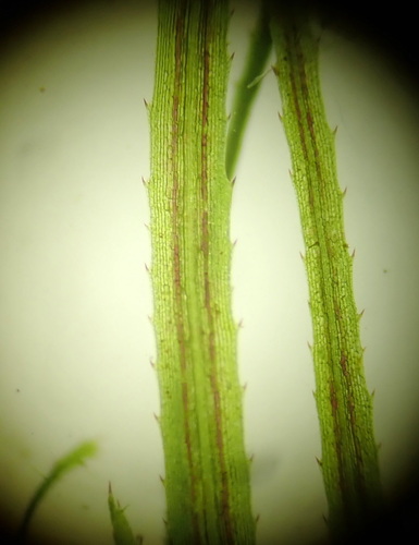 Image of Najas tenuifolia by (c) Ruth Palsson, some rights reserved (CC BY-SA)