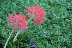 Scadoxus