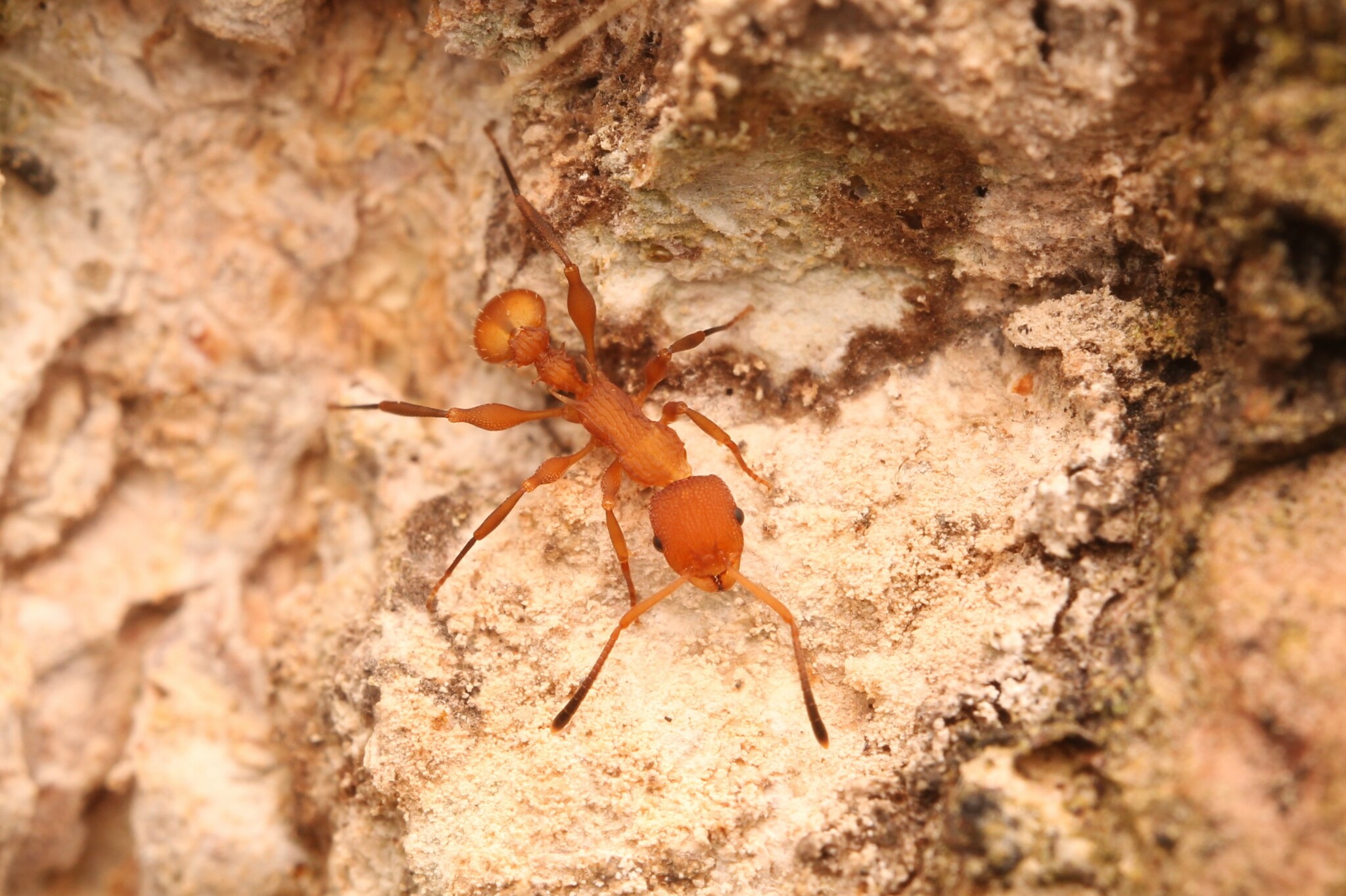 Nesomyrmex anduzei