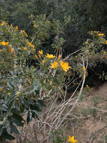 Mentzelia arborescens, photograph 6