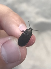 Chlaenius tomentosus