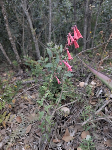 Penstemon isophyllus, photograph 4