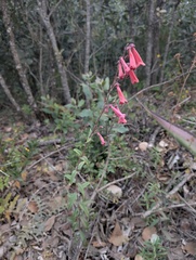 Penstemon isophyllus, photograph (c) Trevor Van Loon, some rights reserved (CC BY)