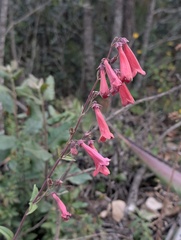 Penstemon isophyllus