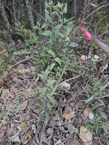 Penstemon isophyllus, photograph 3