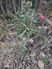 Penstemon isophyllus, photograph (c) Trevor Van Loon, some rights reserved (CC BY)