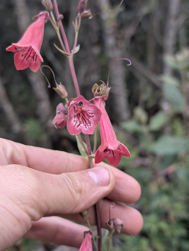 Penstemon isophyllus, photograph 2