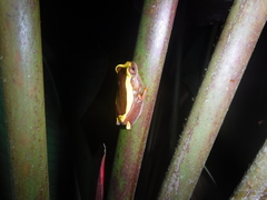 Dendropsophus bifurcus