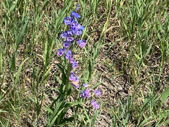 Penstemon glaber
